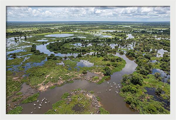 Pantanal Landscape In Flood Season
