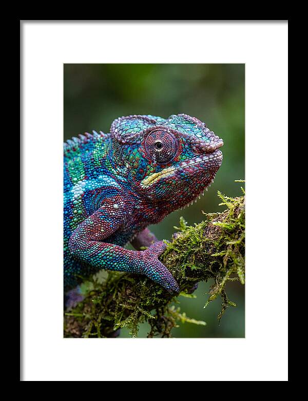 Panther Chameleon Portrait