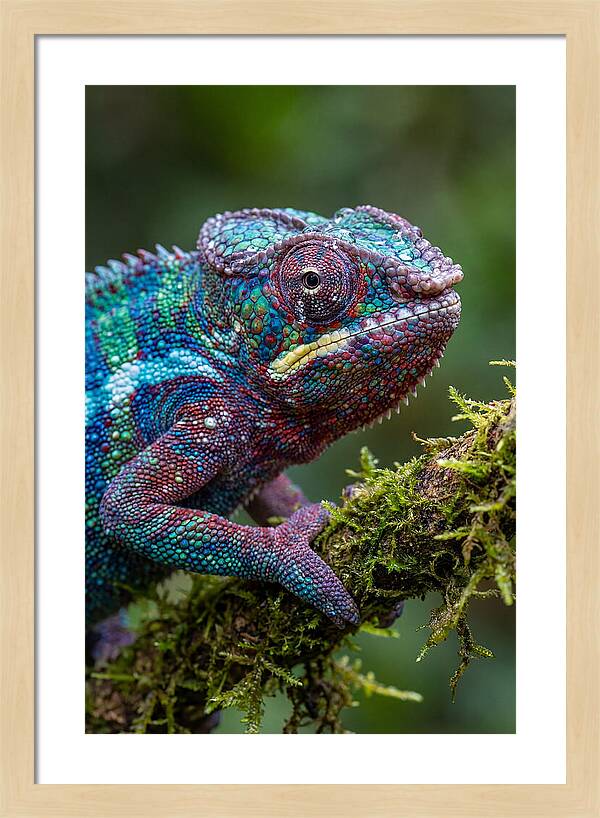 Panther Chameleon Portrait