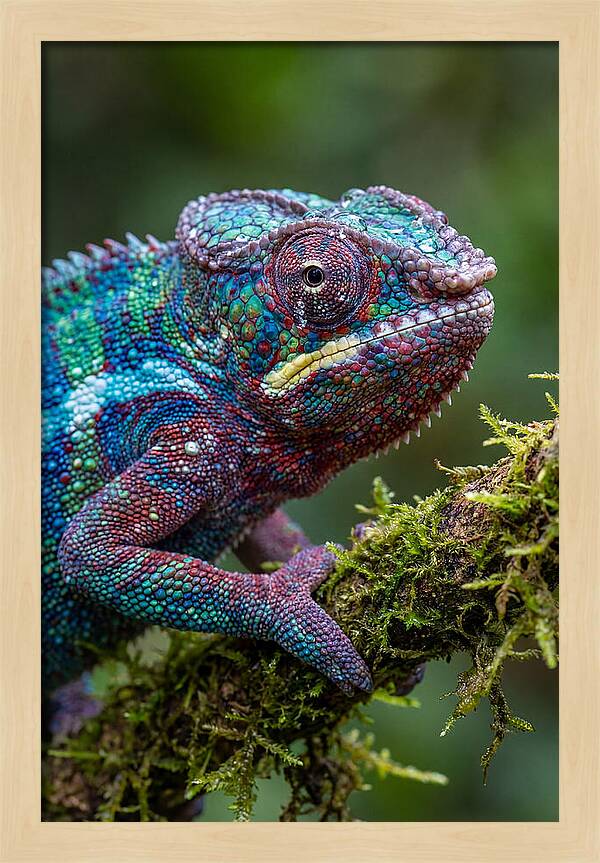 Panther Chameleon Portrait