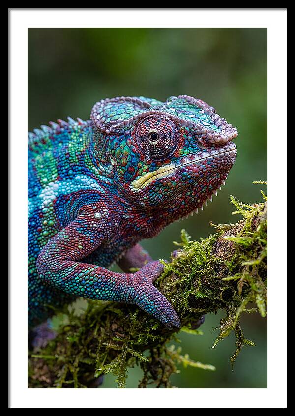 Panther Chameleon Portrait