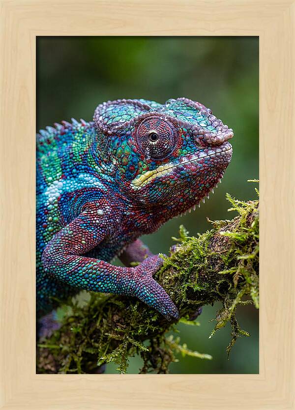 Panther Chameleon Portrait