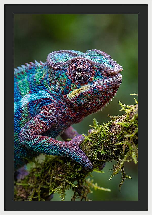 Panther Chameleon Portrait