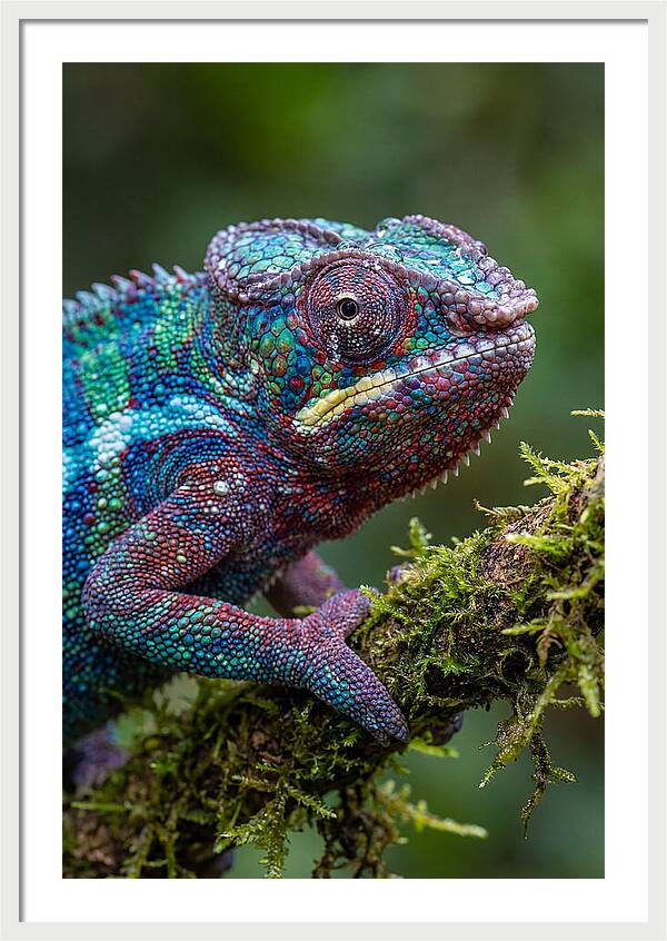 Panther Chameleon Portrait