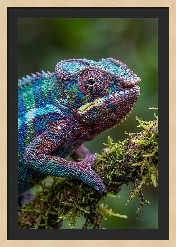 Panther Chameleon Portrait