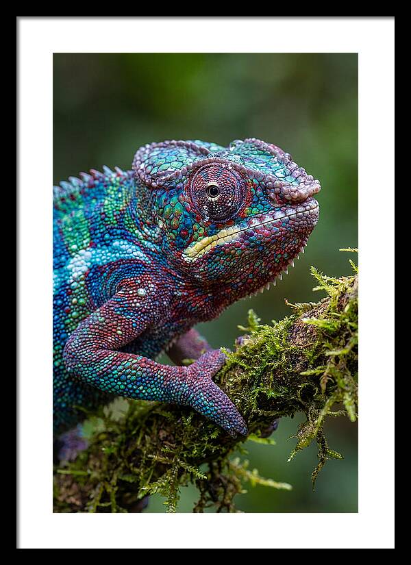 Panther Chameleon Portrait