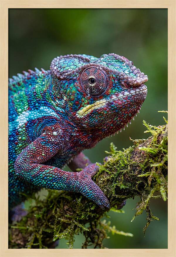 Panther Chameleon Portrait