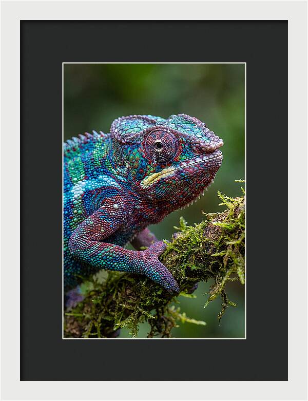 Panther Chameleon Portrait