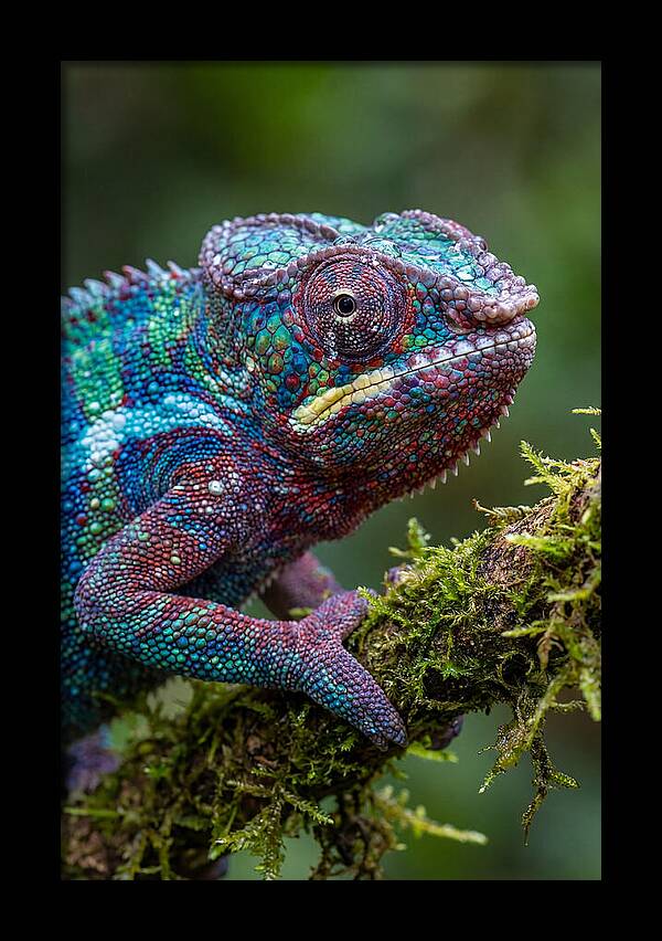 Panther Chameleon Portrait