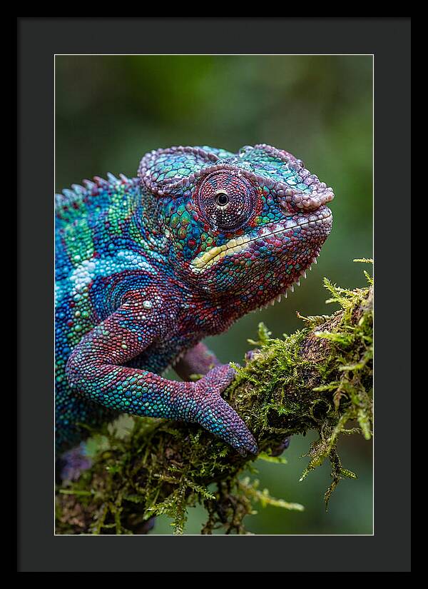 Panther Chameleon Portrait