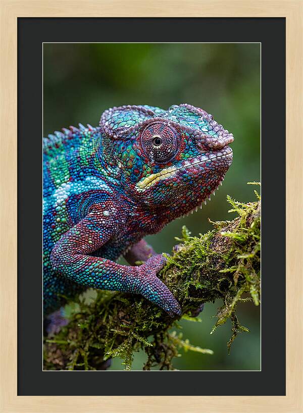 Panther Chameleon Portrait