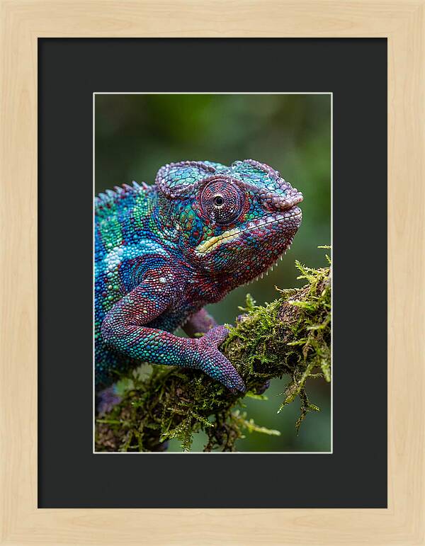 Panther Chameleon Portrait