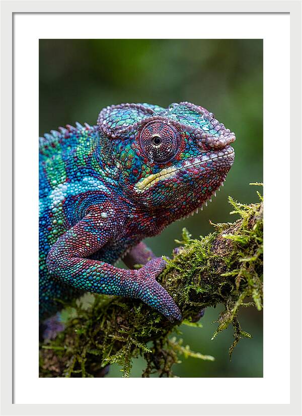Panther Chameleon Portrait
