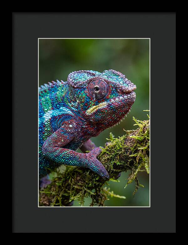 Panther Chameleon Portrait