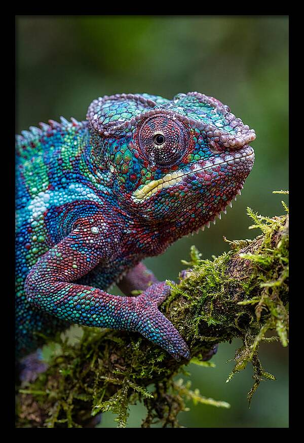 Panther Chameleon Portrait