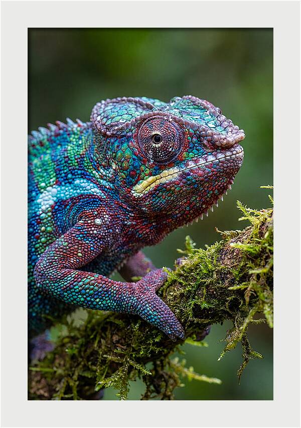 Panther Chameleon Portrait