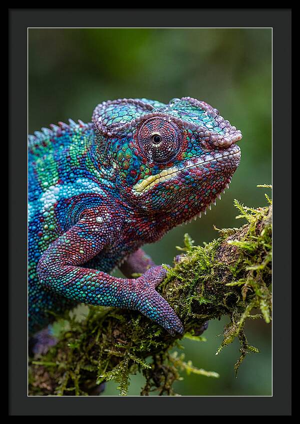 Panther Chameleon Portrait