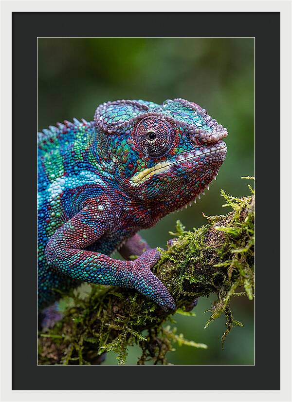 Panther Chameleon Portrait