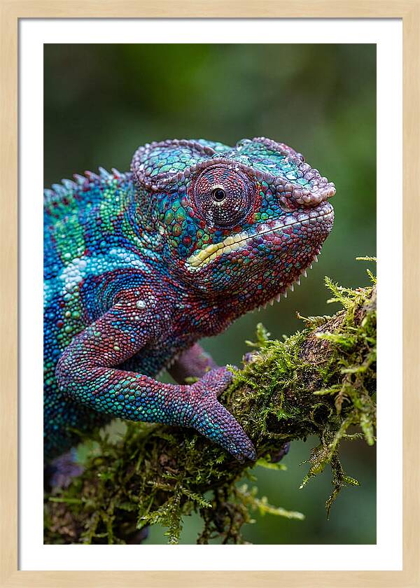 Panther Chameleon Portrait