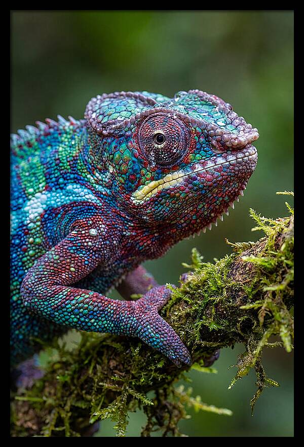 Panther Chameleon Portrait
