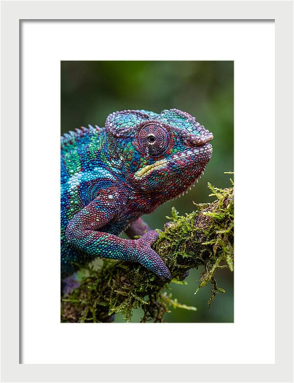 Panther Chameleon Portrait