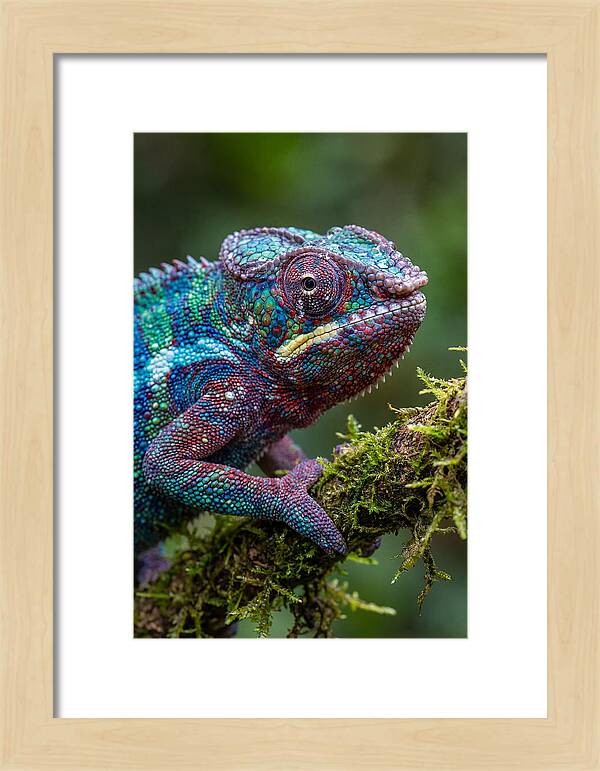 Panther Chameleon Portrait