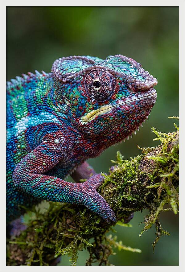 Panther Chameleon Portrait