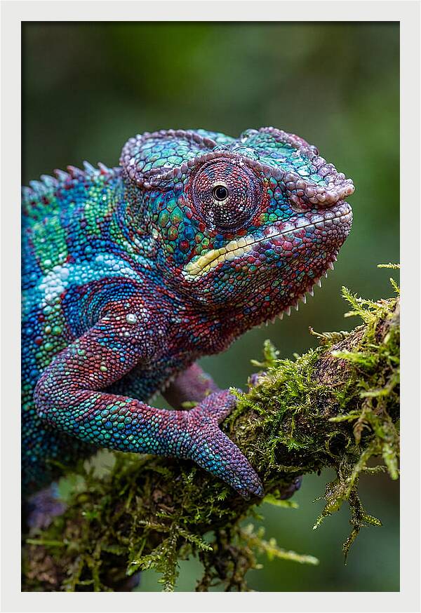 Panther Chameleon Portrait