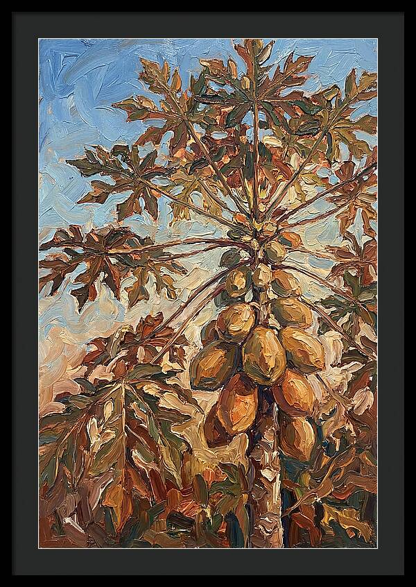 Papaya Tree Abundant With Fruit