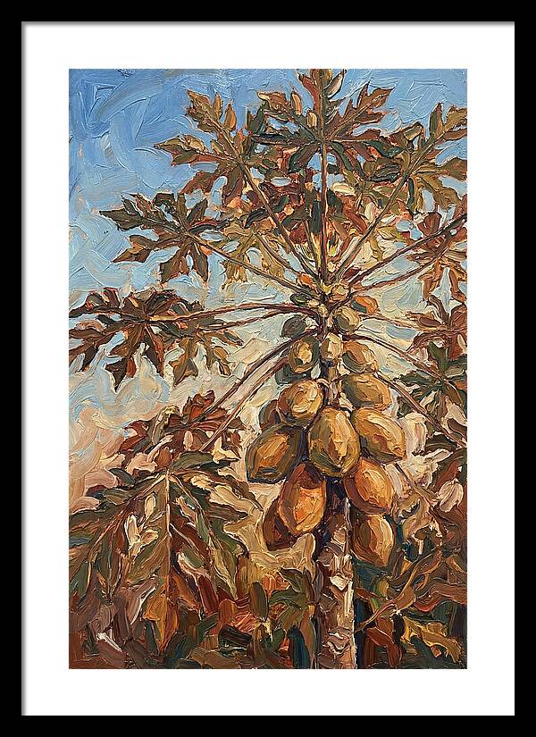 Papaya Tree Abundant With Fruit