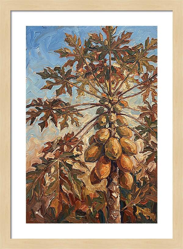 Papaya Tree Abundant With Fruit