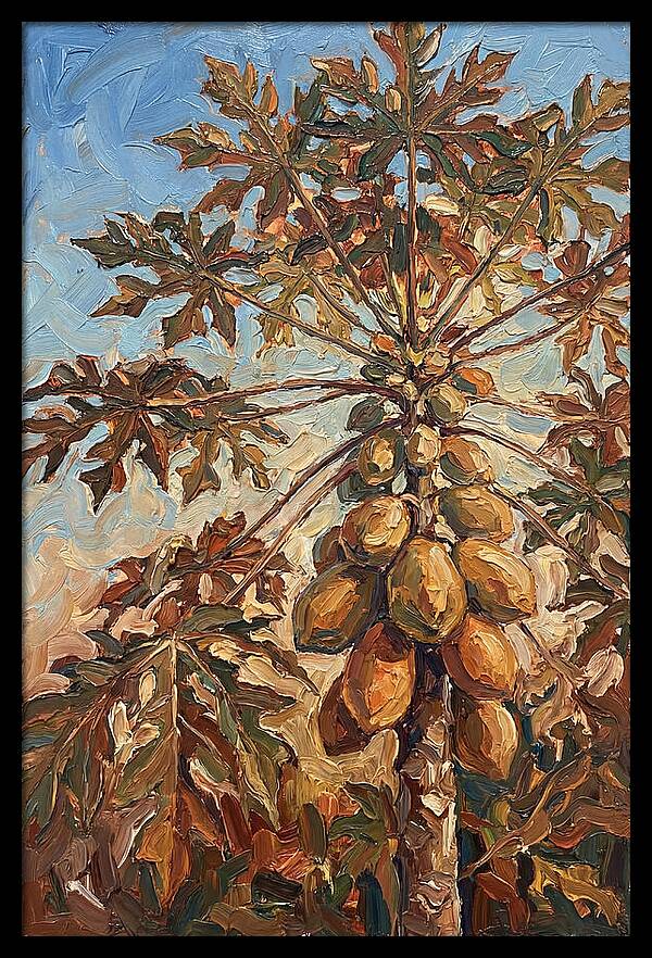 Papaya Tree Abundant With Fruit