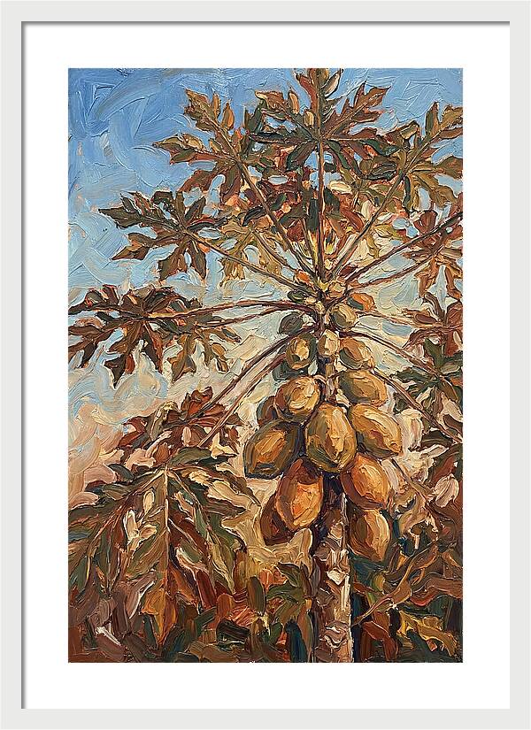 Papaya Tree Abundant With Fruit