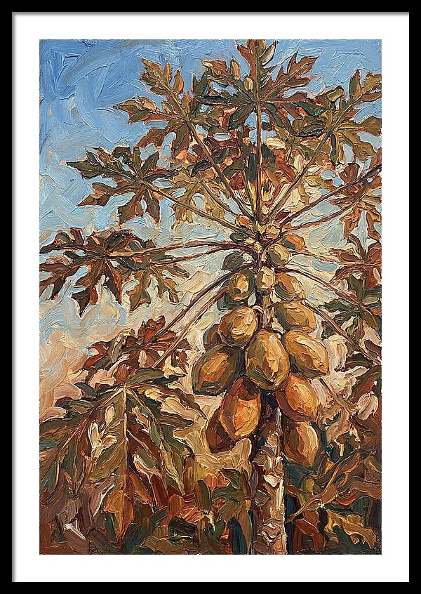 Papaya Tree Abundant With Fruit