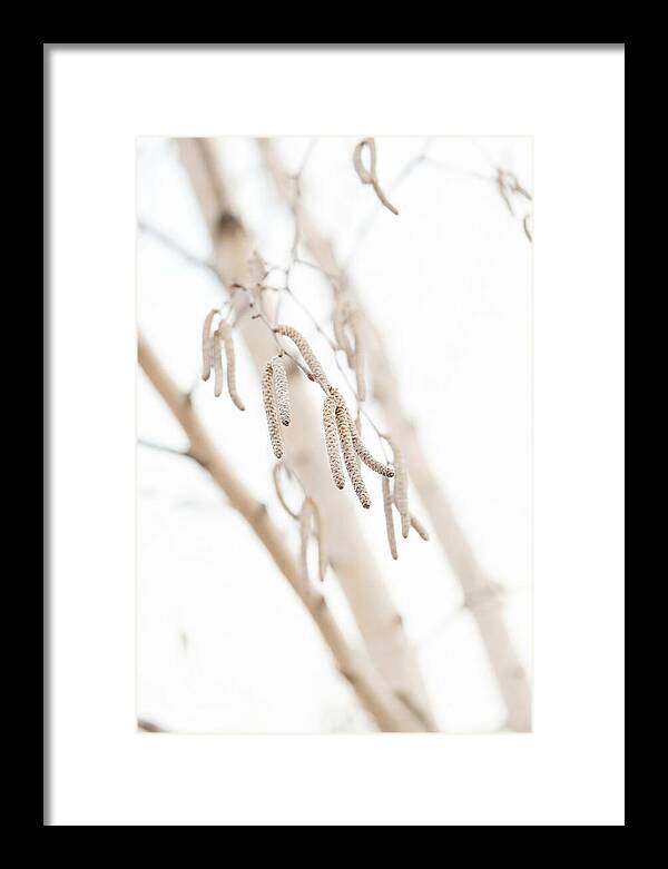 Paper Birch Catkins In Spring
