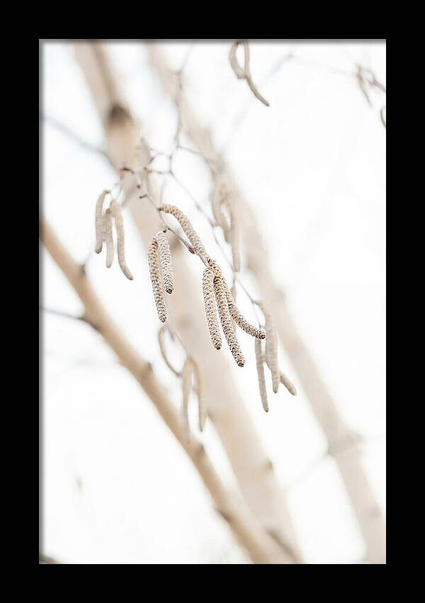 Paper Birch Catkins In Spring