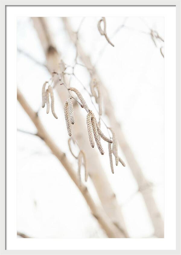 Paper Birch Catkins In Spring