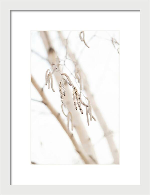 Paper Birch Catkins In Spring