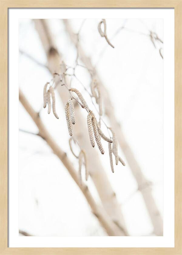 Paper Birch Catkins In Spring
