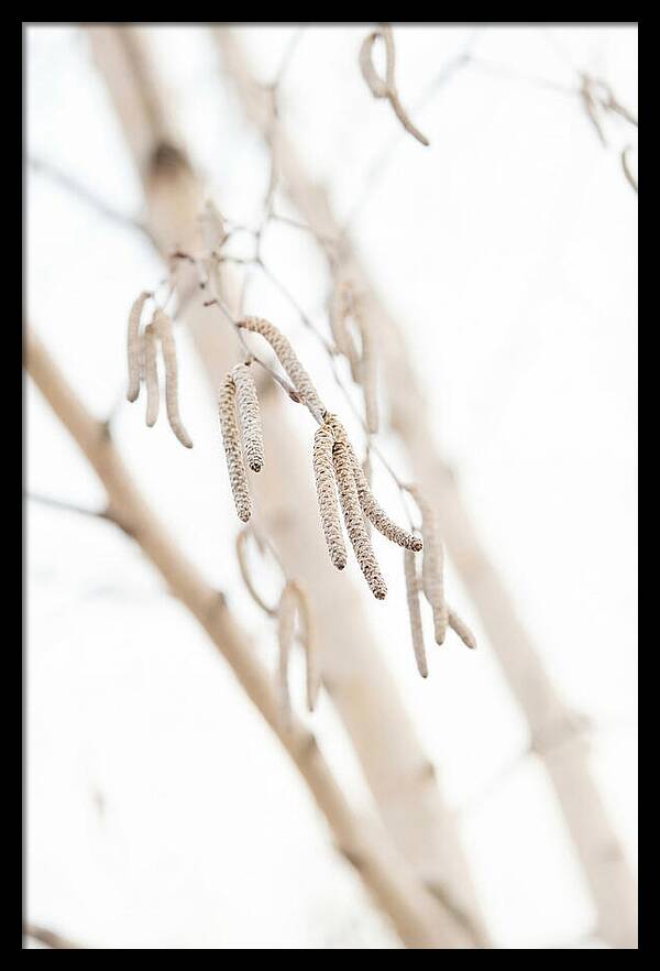 Paper Birch Catkins In Spring