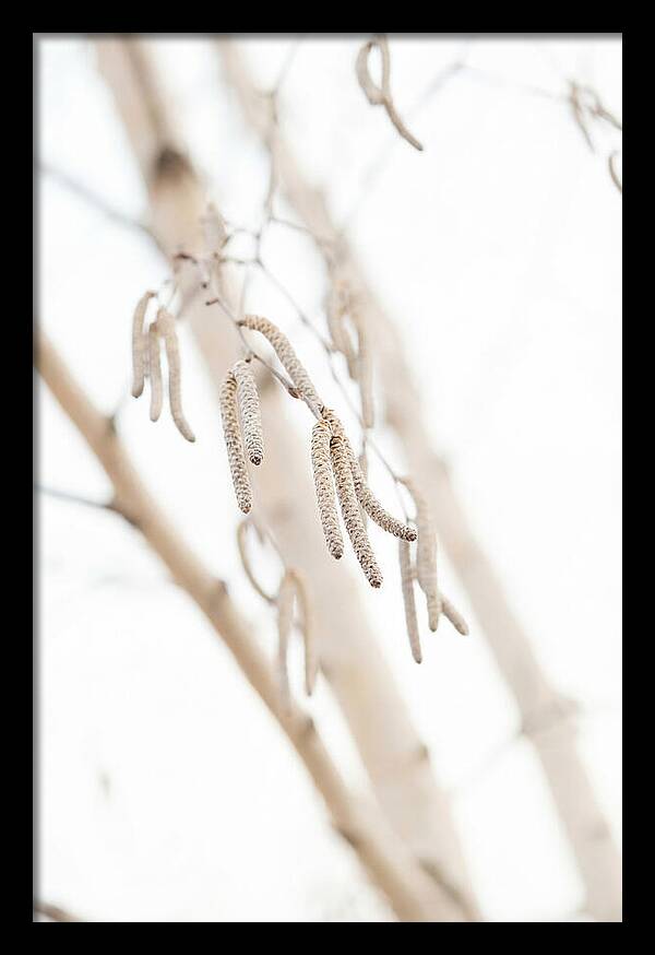 Paper Birch Catkins In Spring