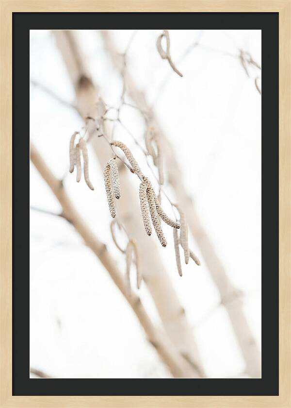 Paper Birch Catkins In Spring