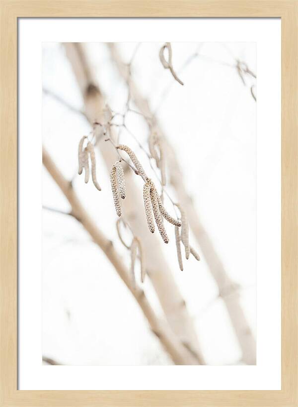 Paper Birch Catkins In Spring