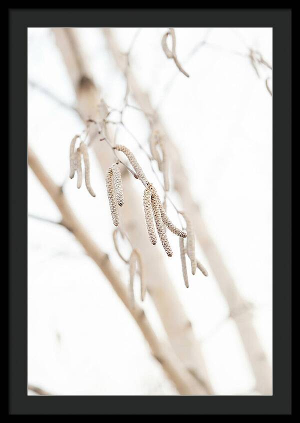 Paper Birch Catkins In Spring