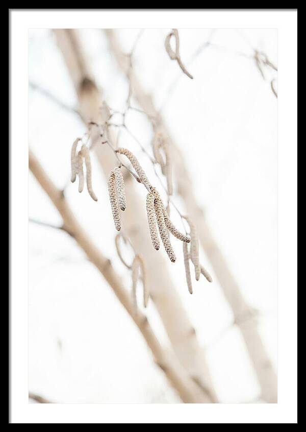 Paper Birch Catkins In Spring