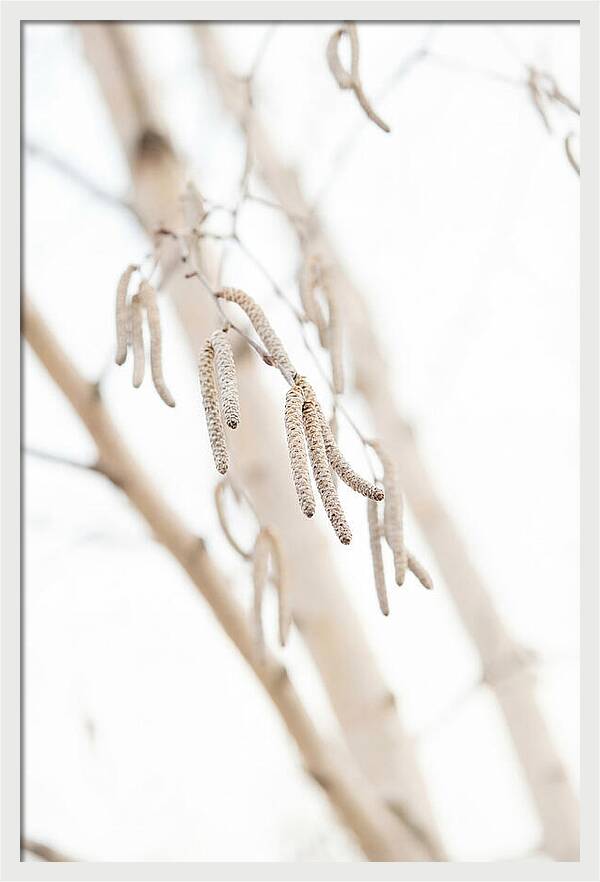 Paper Birch Catkins In Spring
