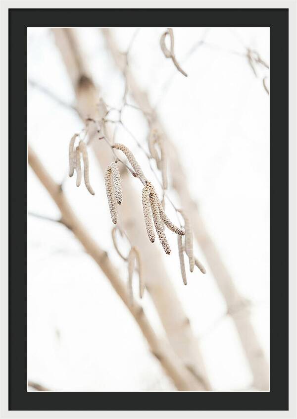 Paper Birch Catkins In Spring