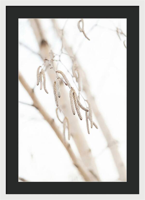Paper Birch Catkins In Spring