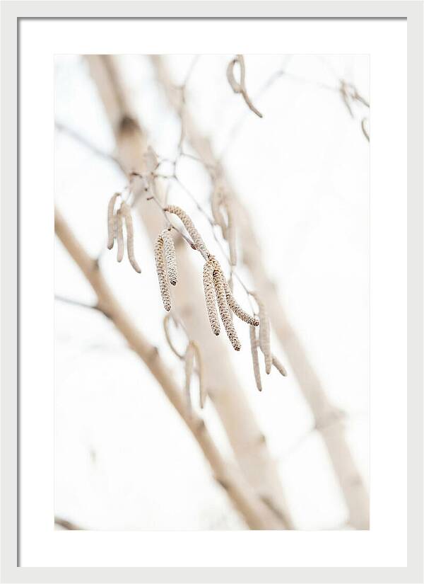 Paper Birch Catkins In Spring