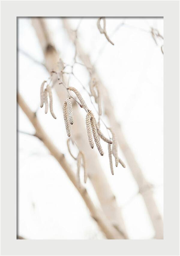 Paper Birch Catkins In Spring